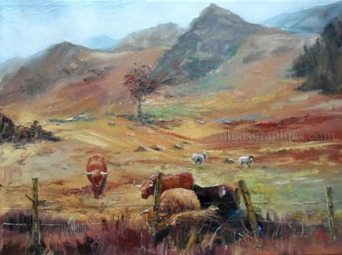 High Land Cattle